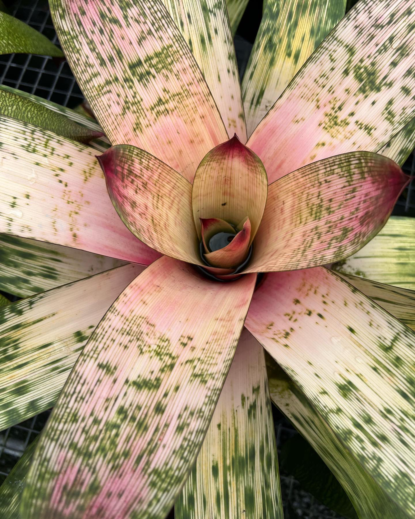 フリーセア　ハイパースペース　Vriesea 'Hyperspace'激レア Vriesea 'Hyperspace' | Fantastic Gardens Hawaii